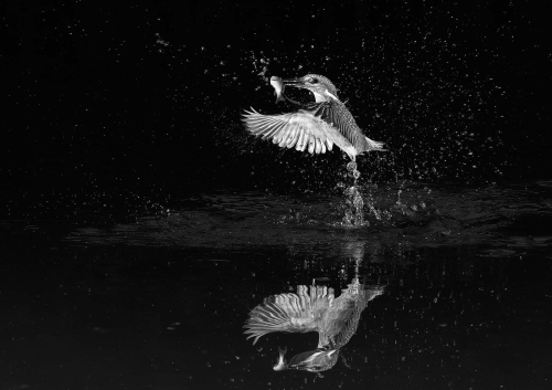 Pete Whieldon: Successful-Dive