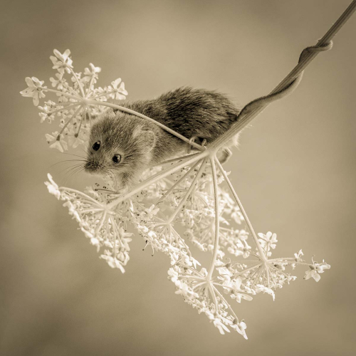 David Woodthorpe: Mouse-on-Hogweed