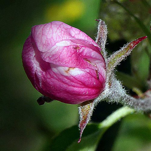 Phillip Cartwright-Apple-bud