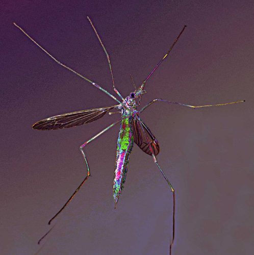 Phillip Cartwright-Dragonfly