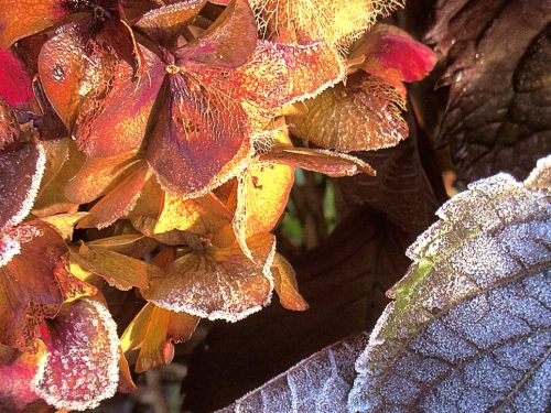 Phillip Cartwright-Frost-on-hydrangea