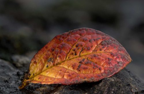 Richard Jakobson-Autumn-Colour