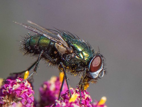 Richard Jakobson-Green-Bottle-Fly