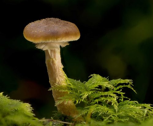 Richard Jakobson-Mushroom