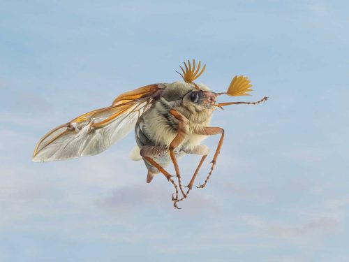 Jo Knight Cockchafer Beetle