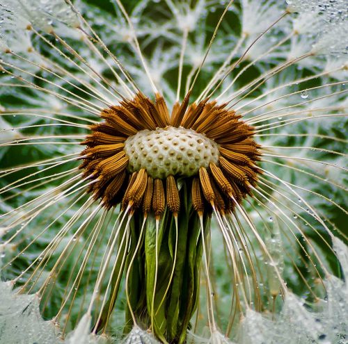 Jo Knight Knight-Dandelion-Seedhead