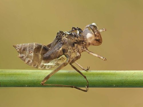 Jo Knight Dragonfly Exoskeleton
