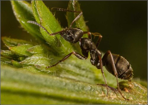 Jeremy Malley-Smith-Black-Ant