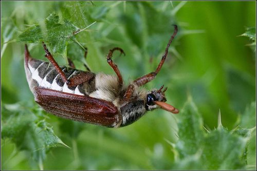 Jeremy Malley-Smith-Cock-Chafer