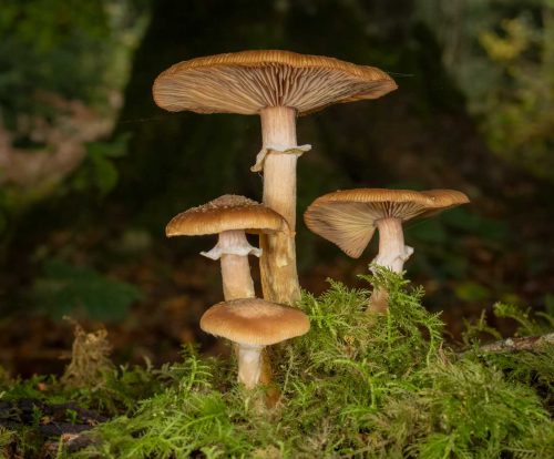 Jeremy Malley-Smith-Honey-Fungus