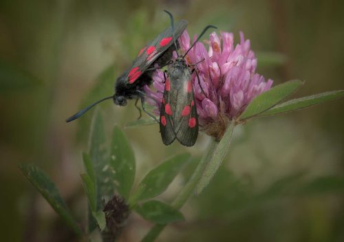 Tony Melling-Burnet-moths