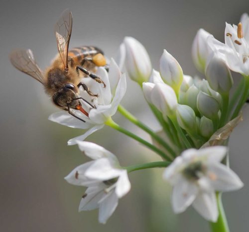 Carol Minks-Honey-Bee-on-an-Allium