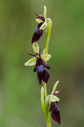Carol Minks-Fly-Orchid