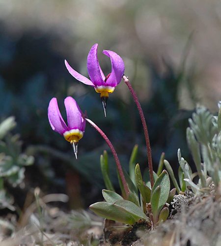 Carol Minks-Shooting-Star-in-the-wild