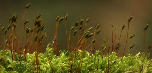 Tony Nicholls-Mamillate-Plait-Moss