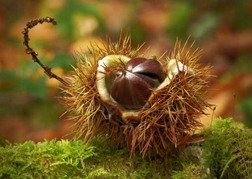 Tony Nicholls-Sweet-Chestnut