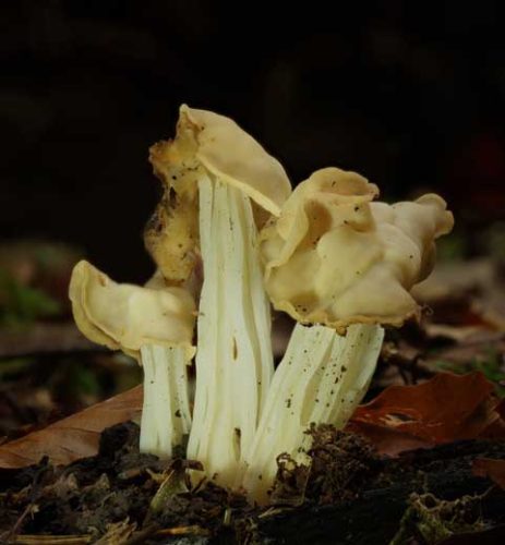 Tony Nicholls-White-Saddle-Fungus