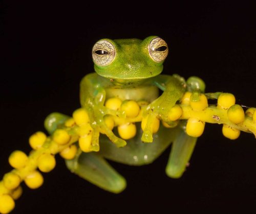 Simon Roberts-Glass-Frog