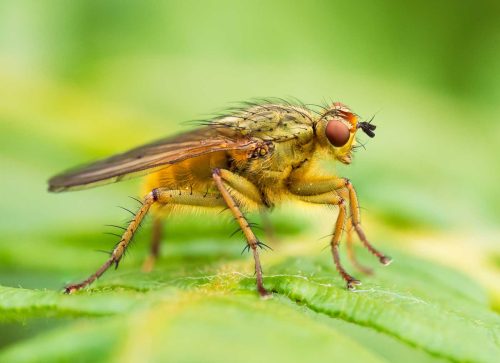 Simon Roberts-Golden-Dung-Fly