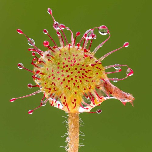 Simon Roberts-Sundew