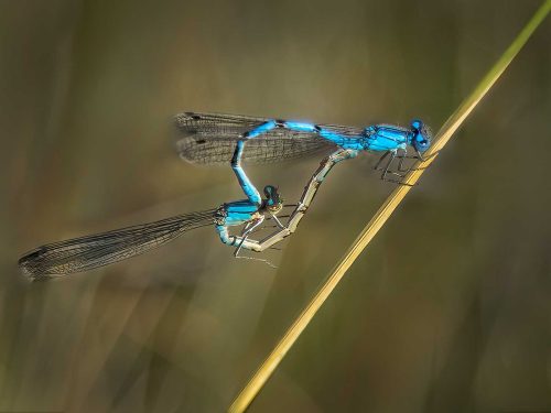 Alan Walker-DamselFly-courtship