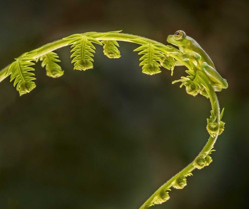 Alan  Walker-Glass-Frog-on-Fern