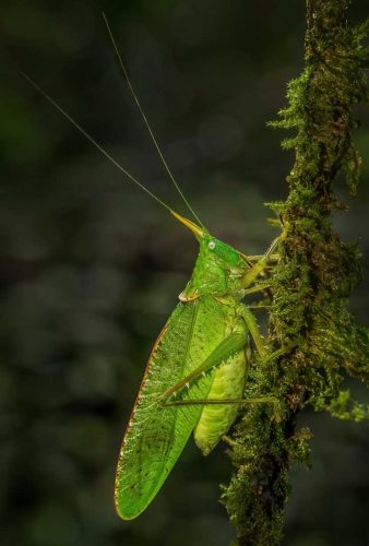 Alan Walker-Great-Green-Bush-Cricket