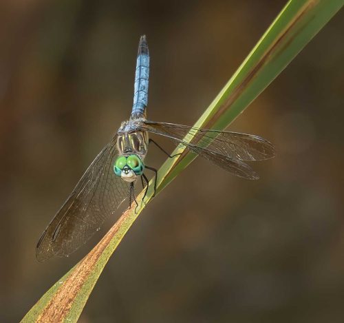 Alan Walker-North-American-Blue-Dasher-Dragonfly
