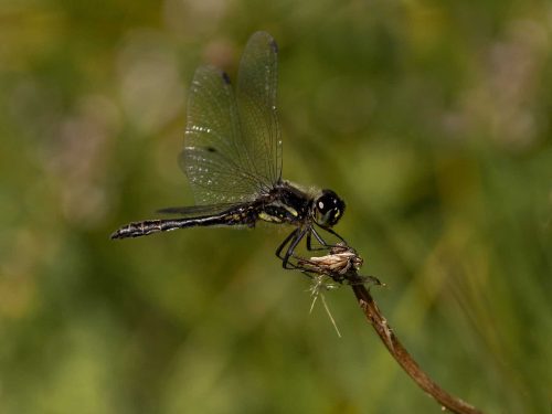 Julie Walker-Black-Darter-on-a-Windy-Day