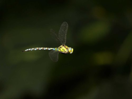 Julie Walker-Blue-Hawker-Dragonfly
