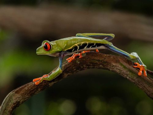 Julie Walker-Red-Eyed-Tree-Frog-on-ther-Move