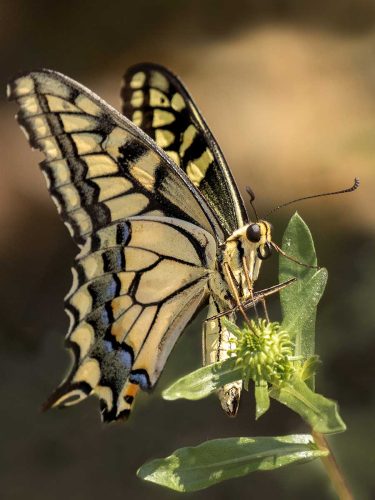 Julie Walker-Swallowtail