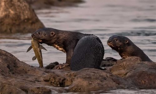 Fred Bell-African-Spotted-Neck-Otters