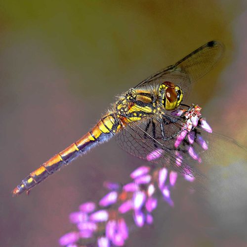 Phillip Cartwright-Black-Darter-on-heather
