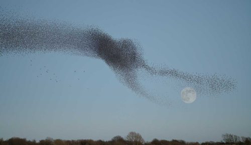 Richard Jakobson-Starling-Capture