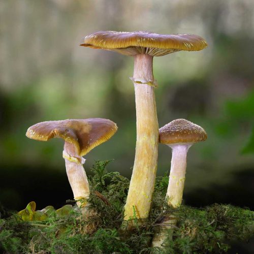 Tony Marsh-Three-Fungi