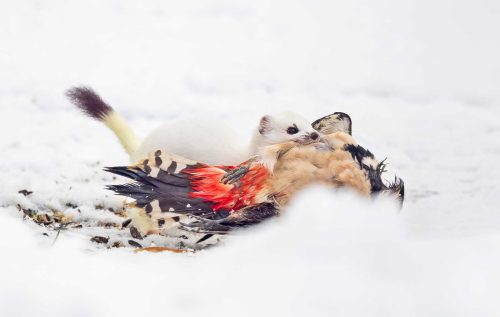 Simon Roberts-Stoat-with-Woodpecker