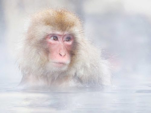 Keith Snell-Snow-Monkey-Warming-Up