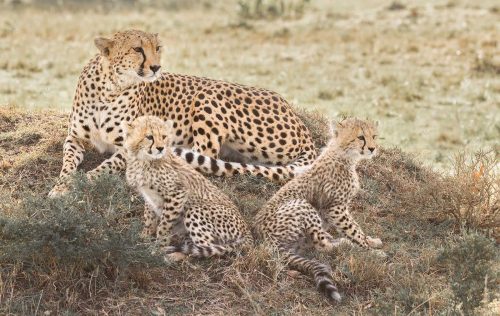 Julie Walker-Cheetah-Family-on-Alert