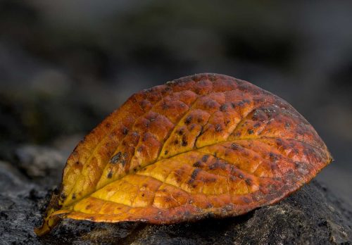 Richard Jakobson-Leaf