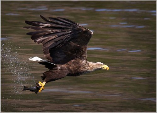 Jeremy Malley-Smith-White-Tailed-Eagle-With-Fish