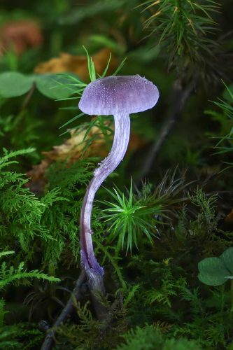 Tony Marsh-Amethyst-Deceiver