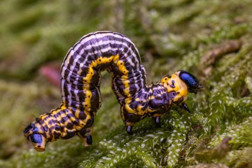 Tony Marsh-Clouded-Magpie-Moth-Larva-
