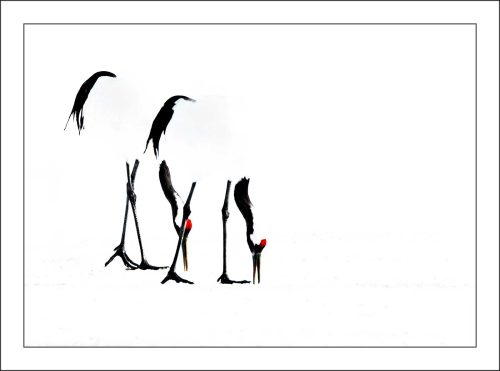 Keith Snell-Crane-Pair