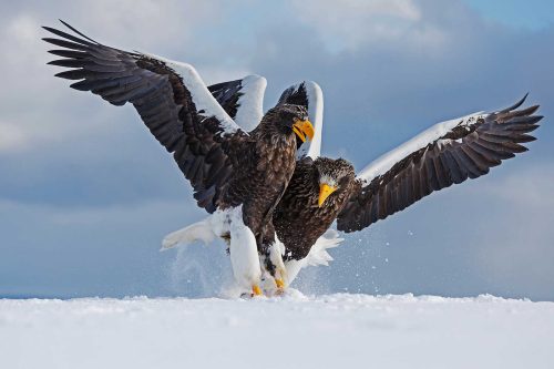 Keith Snell-Stellers-Sea-Eagle-Skirmish