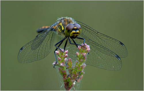 Dragonfly by Ken Rennie