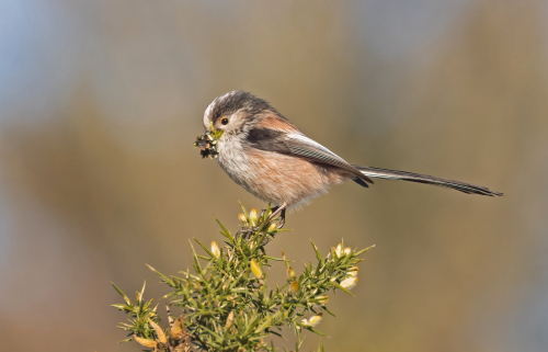 Collecting Lichen for Nest Building by Tony Marsh