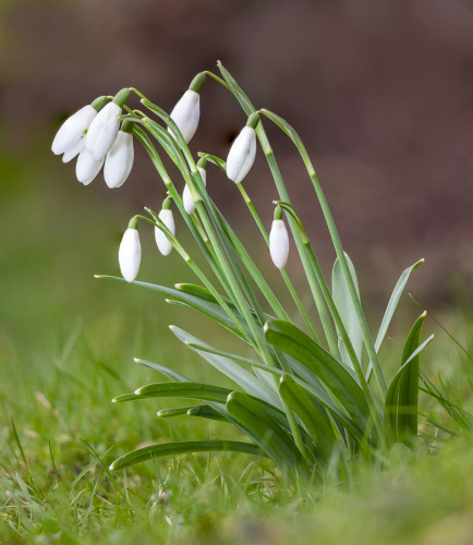 Snowdrops by Tom Stenhouse