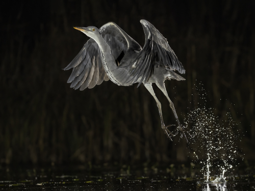 Heron Taking Off by Julie Walker