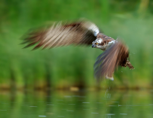 Osprey by Simon Roberts